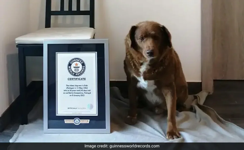 Bobi was given the title of World's Oldest Dog in February 2023.